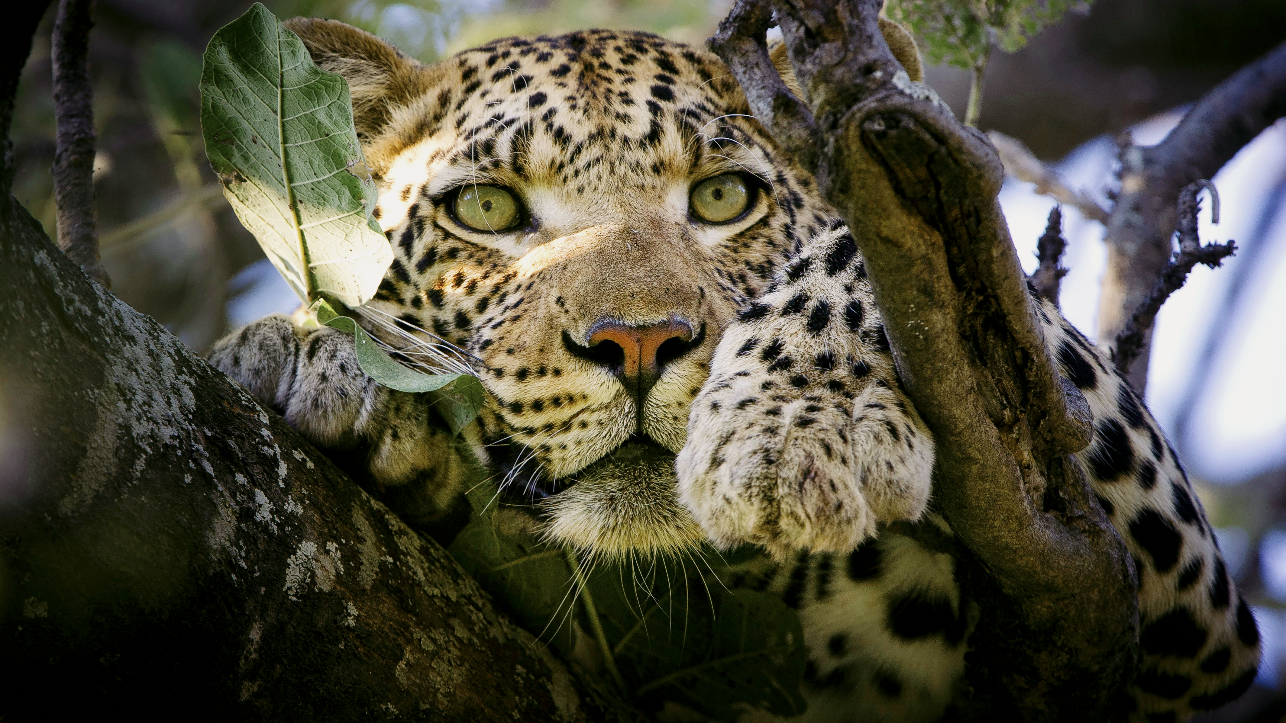 Okavango Discovery Safari